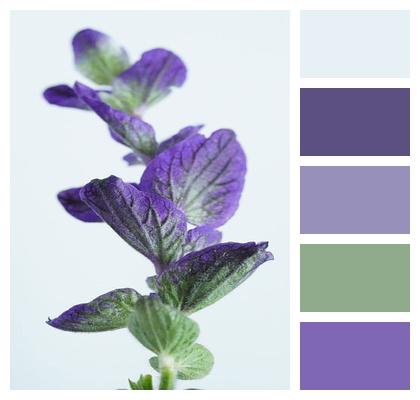 Plant Biodiversity Purple Green Image
